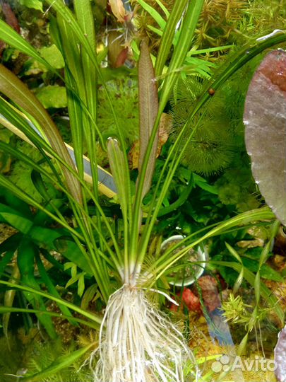 Аквариумные растения