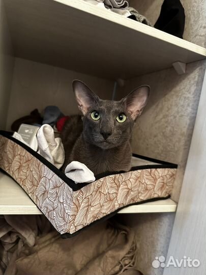 Ориентальный кот