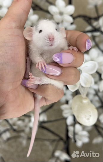 Крысята Дамбо. Крыса дамбо, Крысята