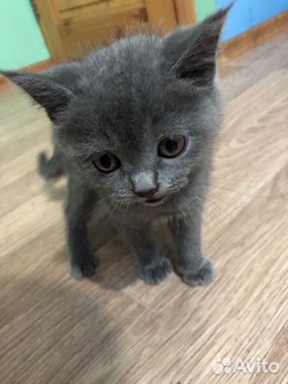Британские котята
