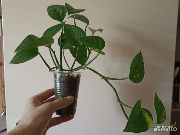 Сциндапсус