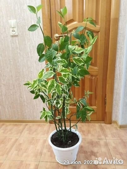 Педилантус