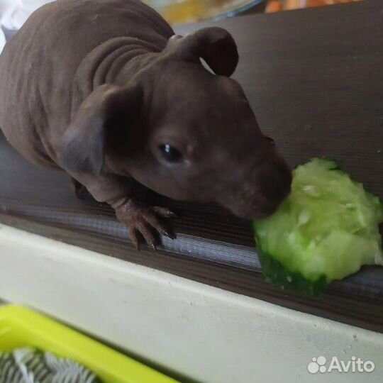 Мини бегемотики