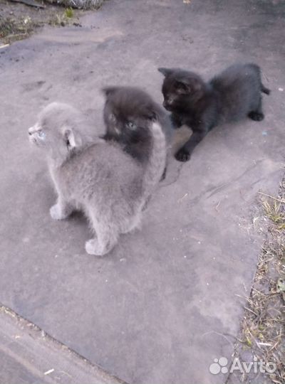 Кошки в добрые руки бесплатно