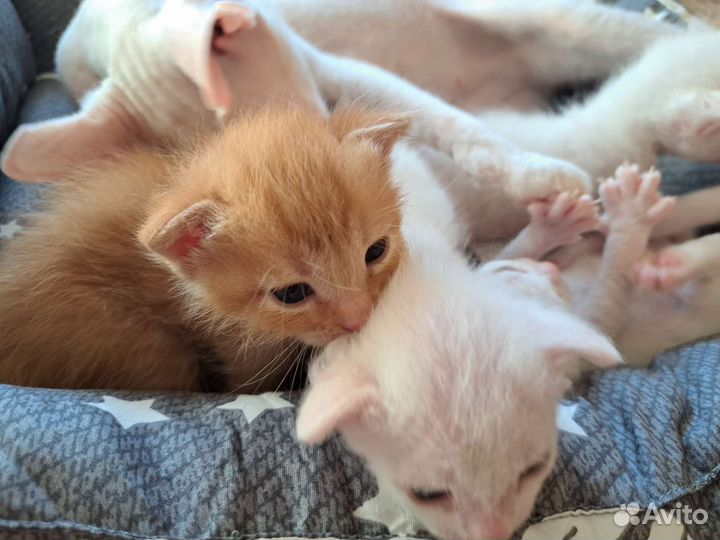 Котята в добрые руки