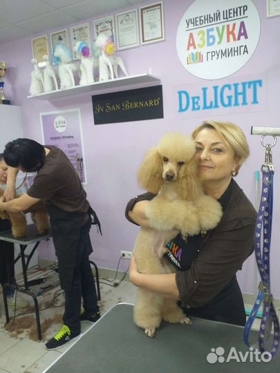 Стрижка собак
