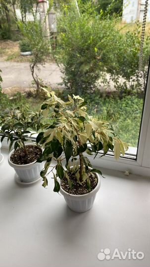 Керли,Дегантель