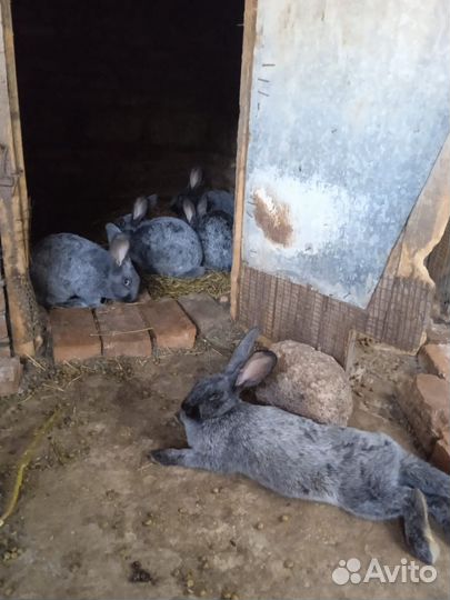 Кролики мясных пород