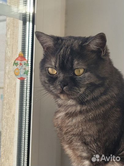 Шотландский кот вязка