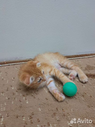 Вислоухий котёнок в добрые руки
