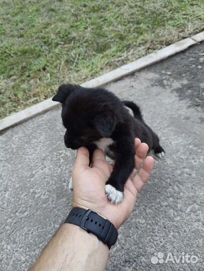 Щенок в добрые руки бесплатно