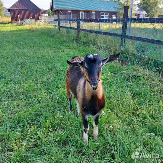 Козел породистый на племя