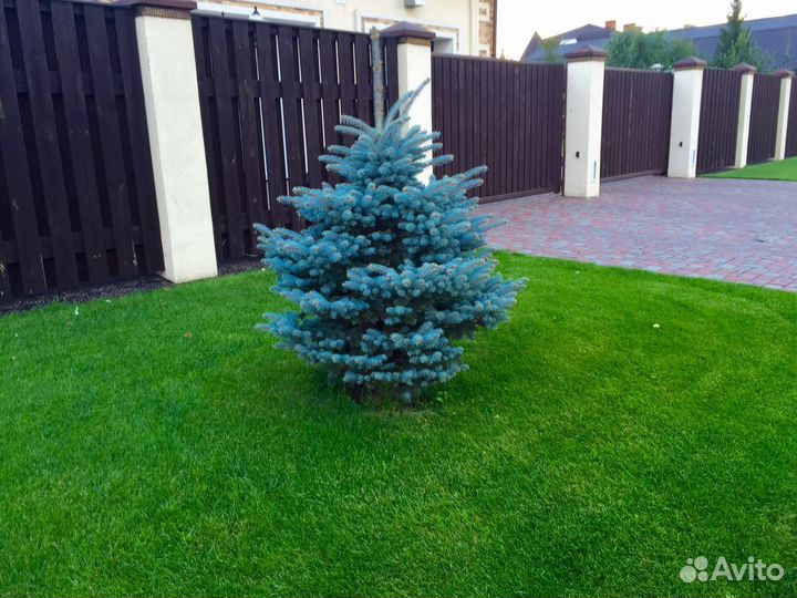 Саженцы,крупномеры: голубая ель, сосна, пихта