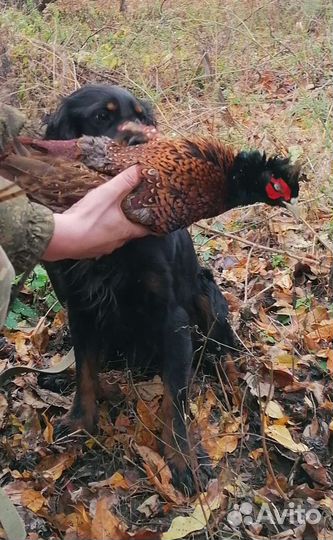 Вязка русский охотничий спаниель