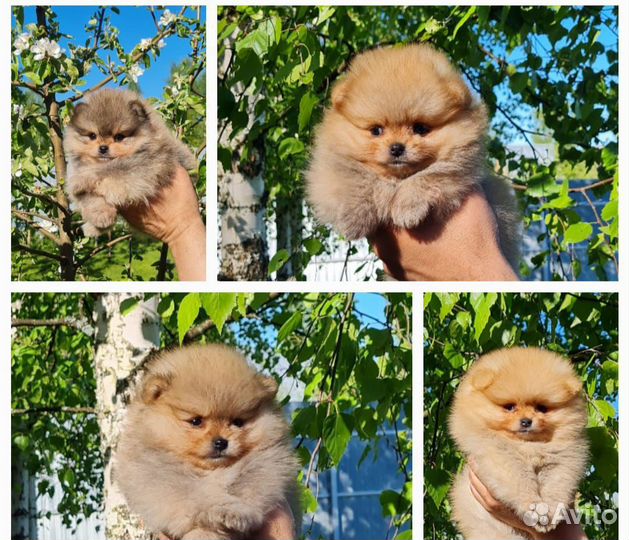 Немецкий шпиц