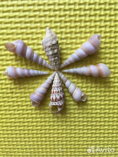 Ракушки, гальки и сувенир из ракушек