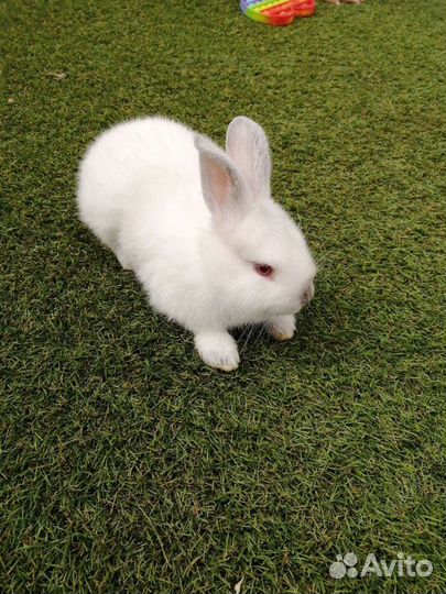 Крольчата