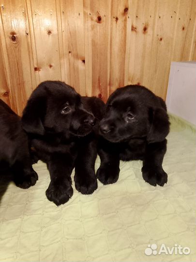 Щенки лабрадора