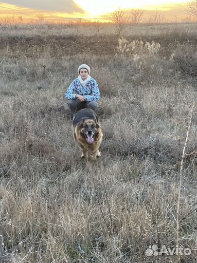 Немецкая овчарка