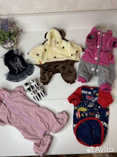 Одежда для собак мелких пород пакетом