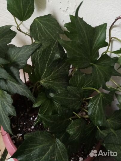 Плющ хедера