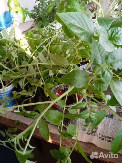 Рассада помидор и перцев