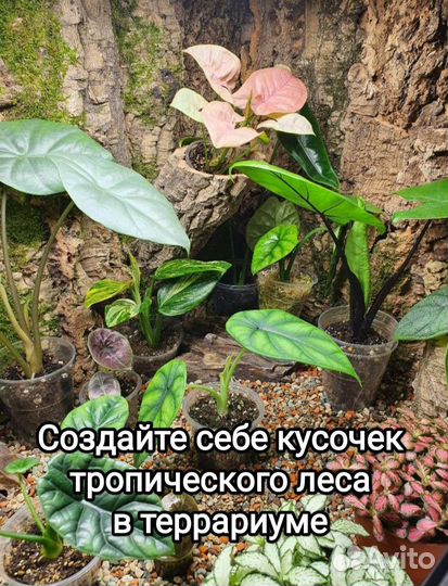 Фон в террариум, пробковая кора, задняя стенка