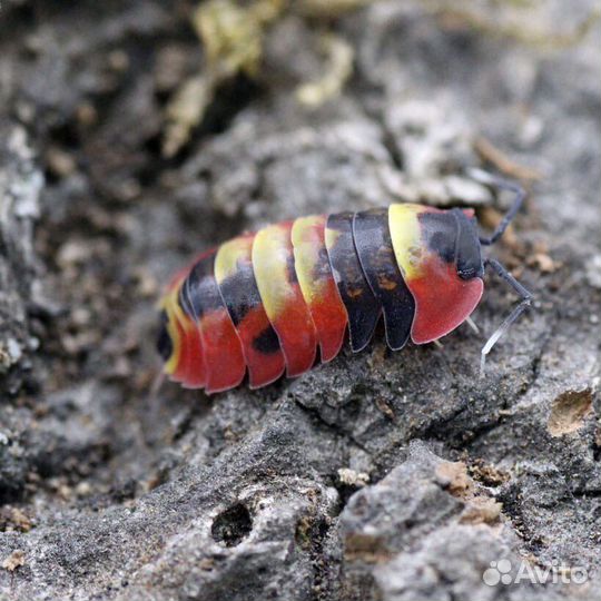 Merulanella sp.Red Diablo,Blister, Ember bee