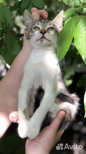 Котенок компаньон добрый и ласковый ищет дом в дар