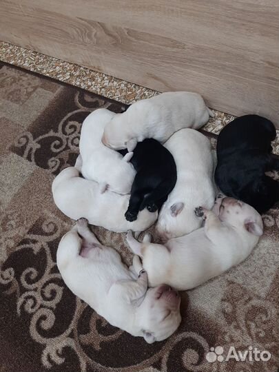 Резервирования щенков