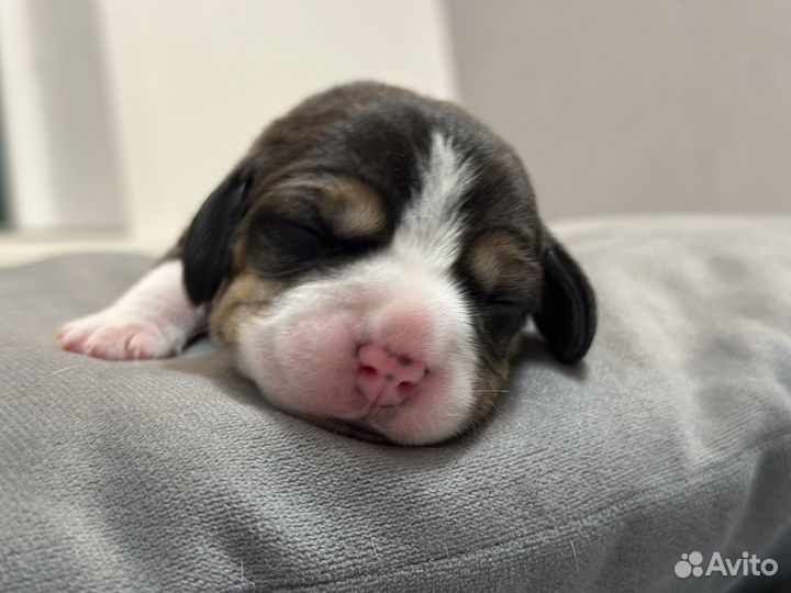 Щенки Бигль