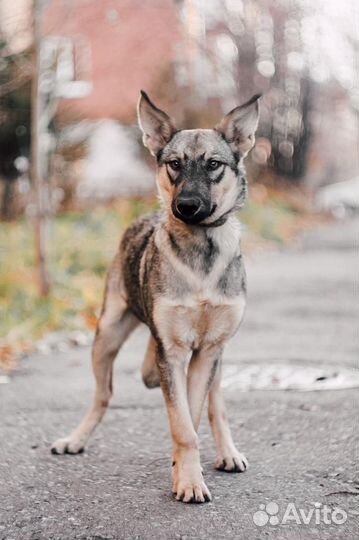 Капа, метис