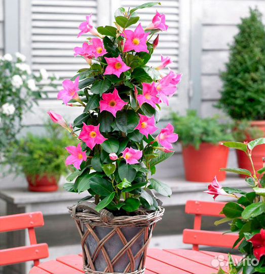 Диплодения