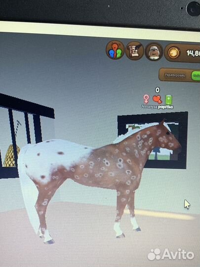 Лошади кони wild horse islands