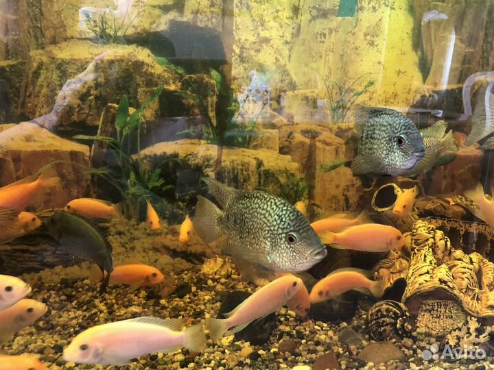 Аквариумные рыбки