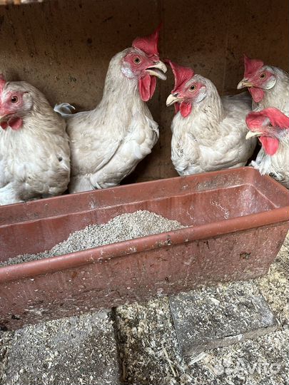 Куры несушки