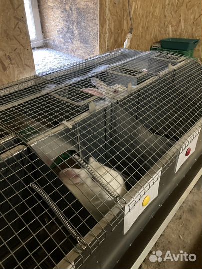 Кролики, Клетки