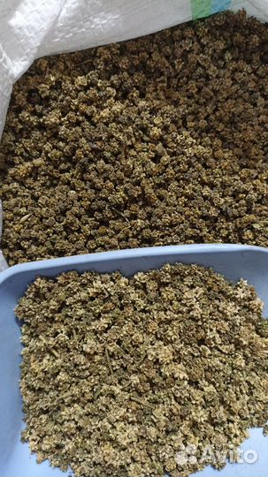 Семена кормовой свеклы