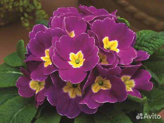 Примула - многолетник