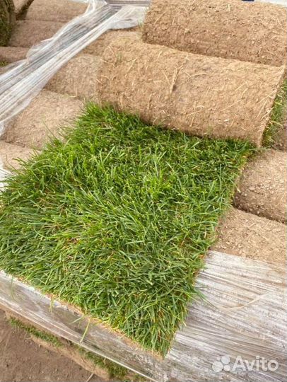 Рулонный газон