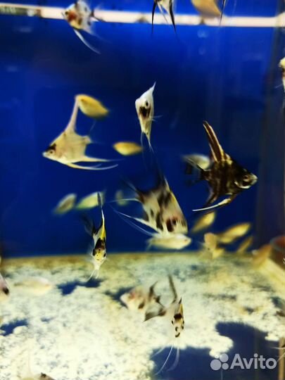 Аквариумные рыбки и растения