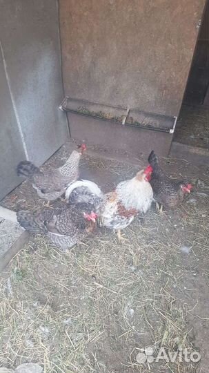 Инкубационные яйцо и цыплята