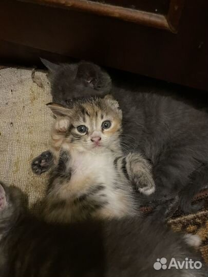 Котята в добрые руки