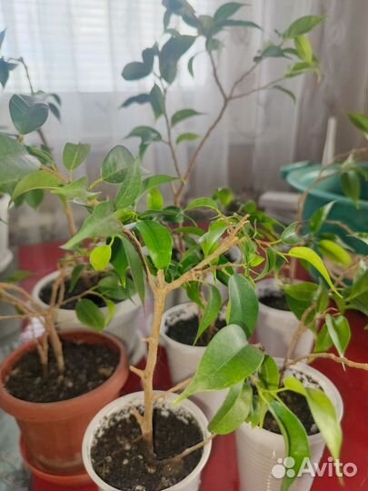 Фикус бенджамина мелколистный