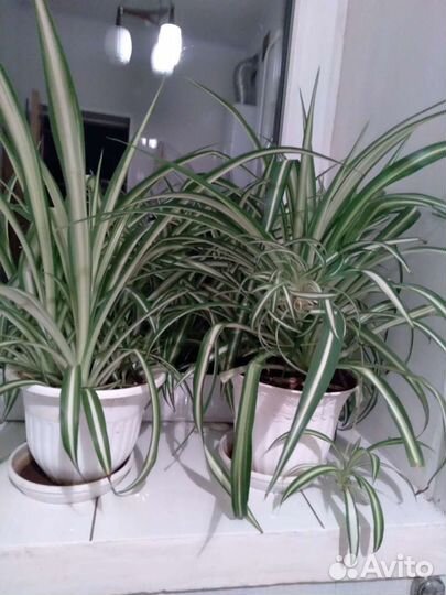 Хлорофитум полосатый