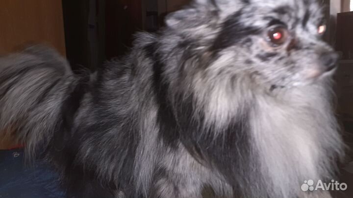 Шпиц Мерль шоколад