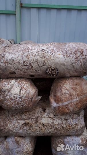 Отработанные грибные блоки