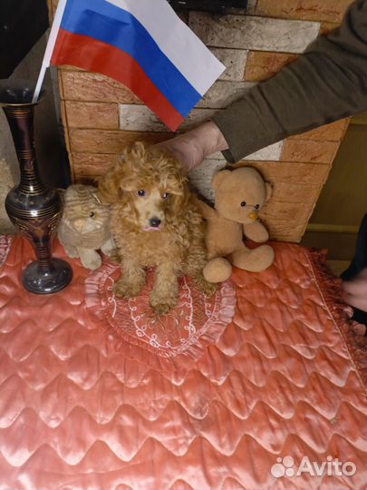 Той пудель щенки с документами мальчики