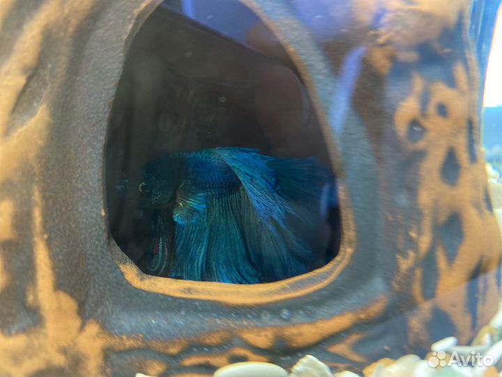 Аквариум с рыбкой