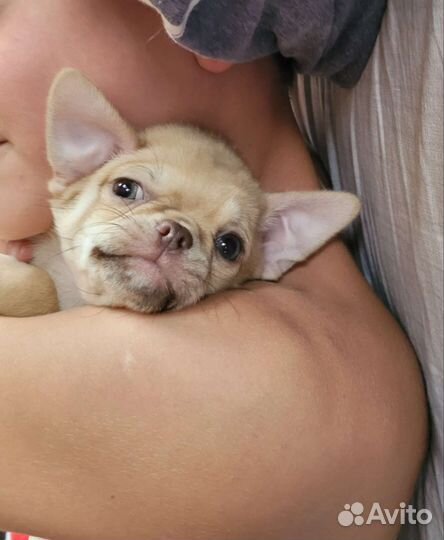 Щенки чихуахуа